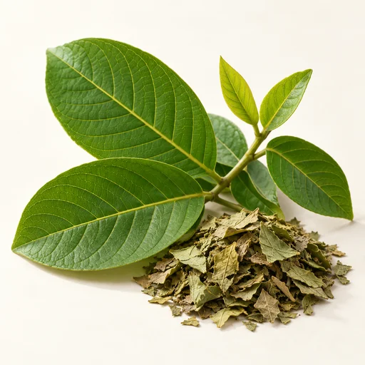 Banaba leaves