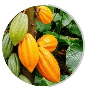 Cocoa pods on the tree